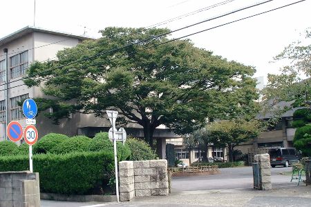 学校のシンボル・ケヤキの木／九月 photo by TAKAMASA ITO
